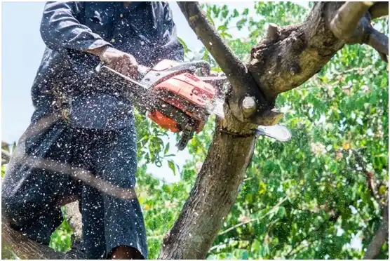 tree services Spanish Fork